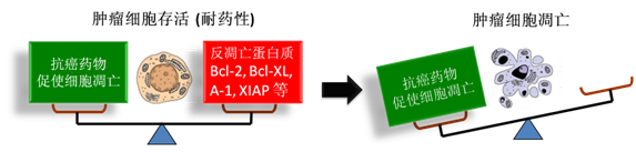 图 1：肿瘤细胞通过反凋零蛋白产生耐药性，对反凋零蛋白的抑制将改变平衡，消除肿瘤耐药性。