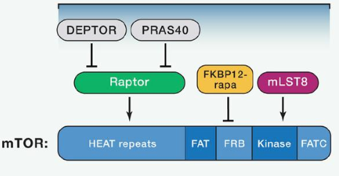 mTORC1由mTOR、Raptor和mLST8以及非核心组件PRAS40和Deptor组成