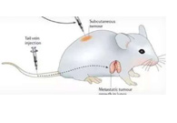 围观:临床前小鼠模型如何选？