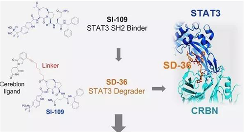 结构优化得到的SH2结合分子SI-109与CRBN结合，得到SD-36