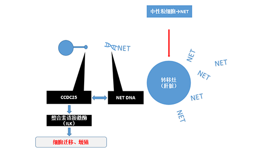 除了单纯的捕获，NET DNA与CCDC-25的结合还增强了癌细胞的侵袭行为，促进了癌症的肝转移。