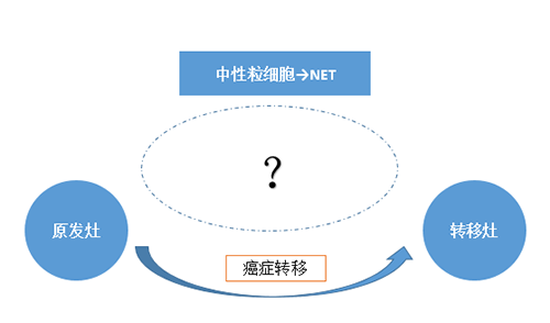 NET可能会通过某些方式“捕获”或“唤醒”癌细胞，从而造成癌细胞的迁移。