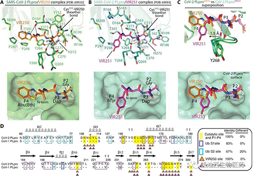 SARS-CoV-2 PLpro对VIR250和VIR251的分子识别