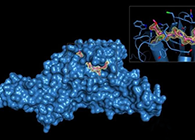 Science重磅！一种“分子剪刀”如何成为COVID-19药物的重要靶标？