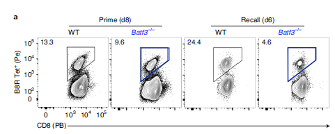 研究人员发现BATF3对记忆CD8+ T细胞的转化和质量都至关重要。
