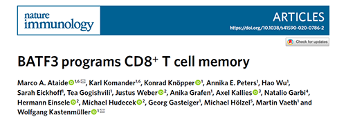 Nature：BATF3改善T细胞记忆应答，有望改善免疫疗法的疗效