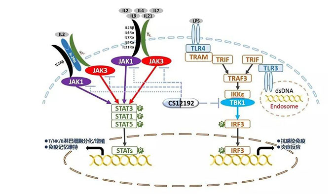 自身免疫疾病或迎新疗法！美迪西助力微芯生物CS12192获批FDA