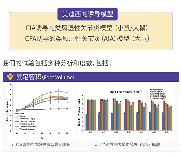 美迪西诱导的类风湿性关节炎模型-1.png