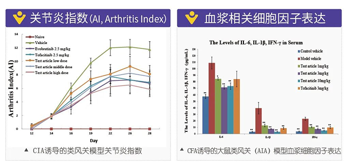 美迪西诱导的类风湿性关节炎模型-2.png