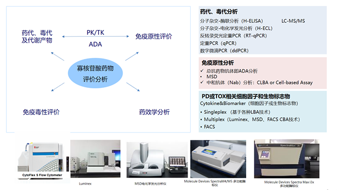 核酸药物生物分析项目及涉及试验设备.png