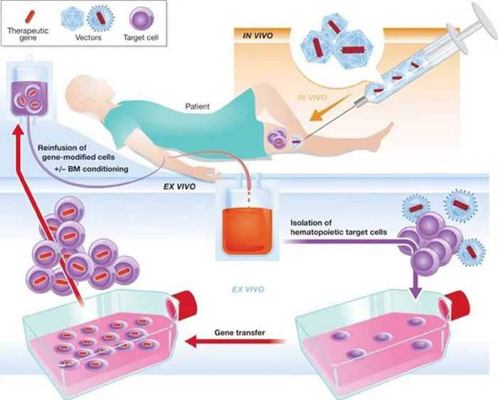 体内和离体基因治疗.jpg