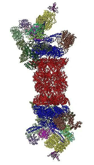 26S蛋白酶体结构（来源：Wikipedia）.jpg