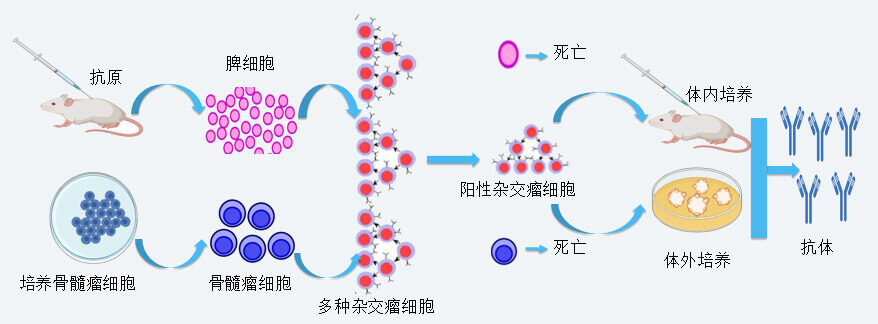 美迪西抗体开发技术