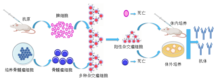 美迪西抗体开发平台.png