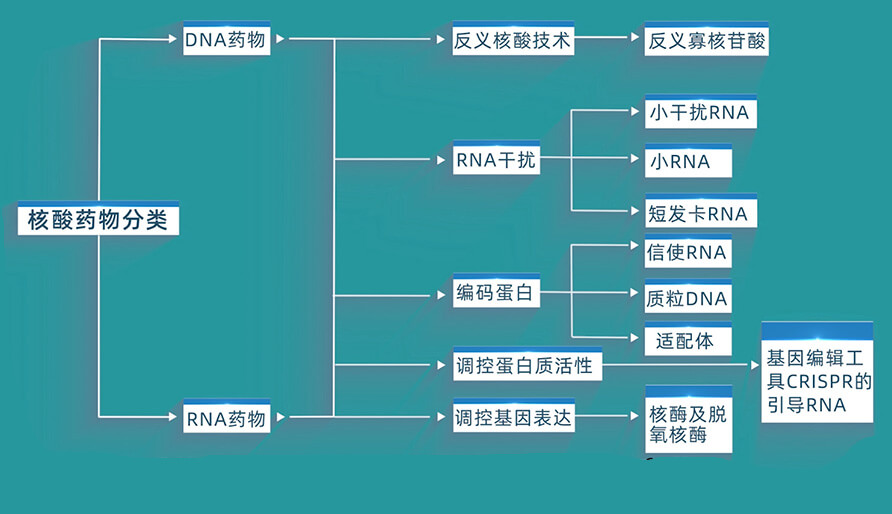 核酸药物的分类有哪些？