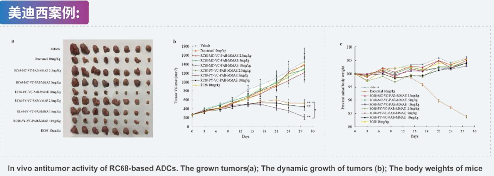 8-ADC药效学评价-美迪西案例.jpg