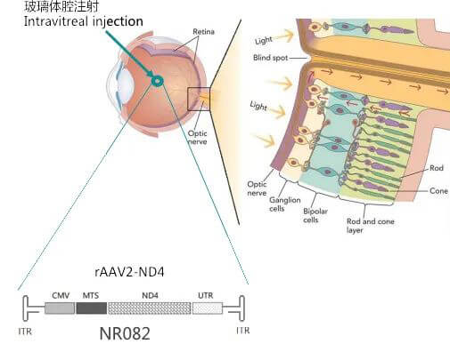 8-图片来自：纽福斯生物.jpg