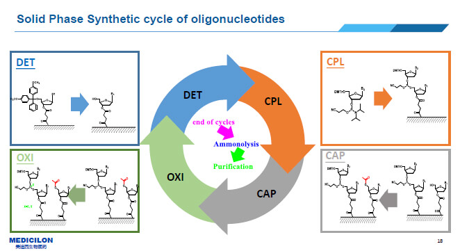 寡核苷酸化学合成的流程.jpg