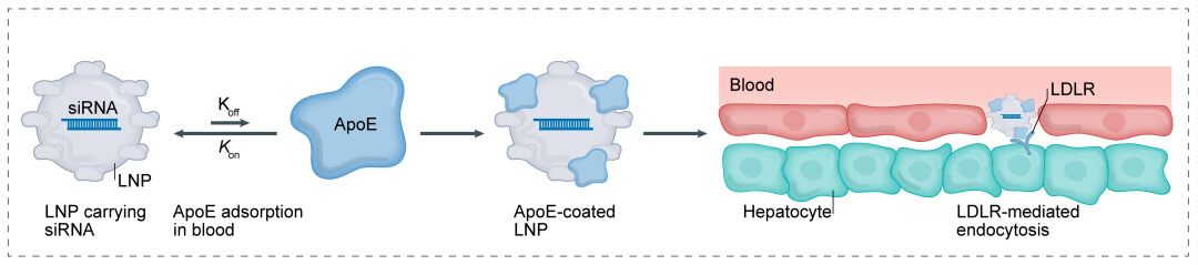 第一代：LNP+小核酸-→肝脏.jpg