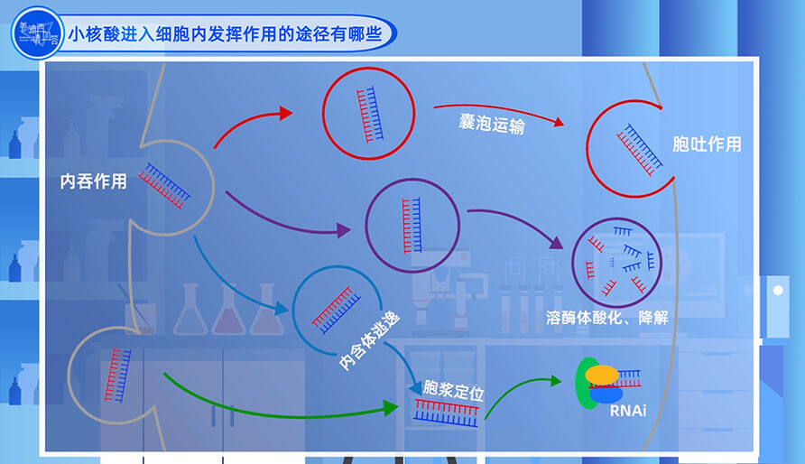 小核酸进入细胞内发挥作用的途径有哪些？