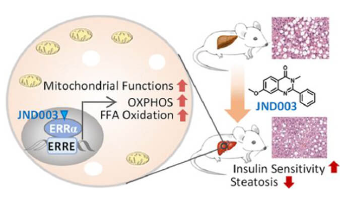 JND003是一种新型选择性ERRα激动剂，可缓解非酒精性脂肪肝和胰岛素抵抗，PK和组织分布测定通过美迪西进行