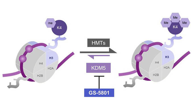 GS-5801是一种有效的KDM5抑制剂，具有抗HBV活性，GS-5801通过美迪西合成