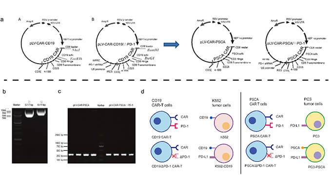 CAR-T疗法主要针对白血病与恶性淋巴瘤，此研究中构建沉默PD-1的shRNA载体质粒，测序后质粒的鉴定通过美迪西进行