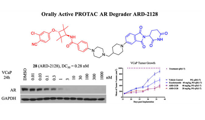 ARD-2128是一种PROTAC AR降解剂，具有出色的血浆和微粒体稳定性，体外稳定性和PK研究通过美迪西进行