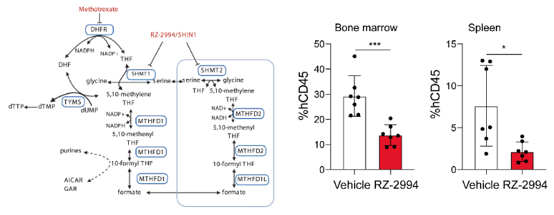 研究人员使用RZ-2994来表征抑制SHMT1/2在T细胞急性淋巴细胞白血病 (T-ALL) 中的作用，RZ-2994通过美迪西定制合成