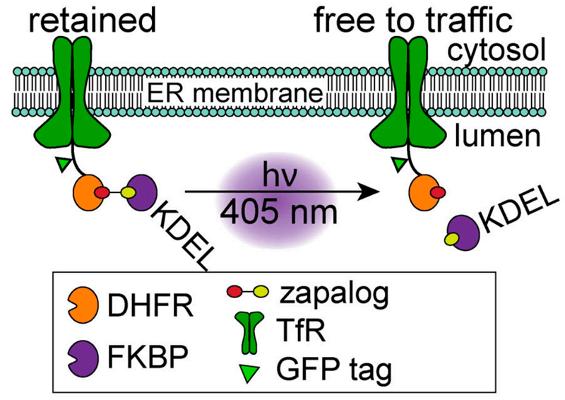 zapERtrap：光调节的内质网释放系统揭示了意想不到的神经元运输途径，Zapalog的合成通过美迪西进行