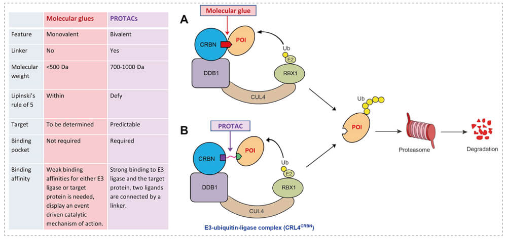 3-通过泛素-(Ub)-蛋白酶体系统降解目标蛋白-(POI)-示意图：分子胶(A)；PROTAC-(B).jpg