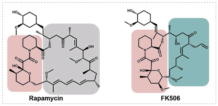 5-雷帕霉素、FK506-诱导的-FKBP-蛋白质相互作用.jpg
