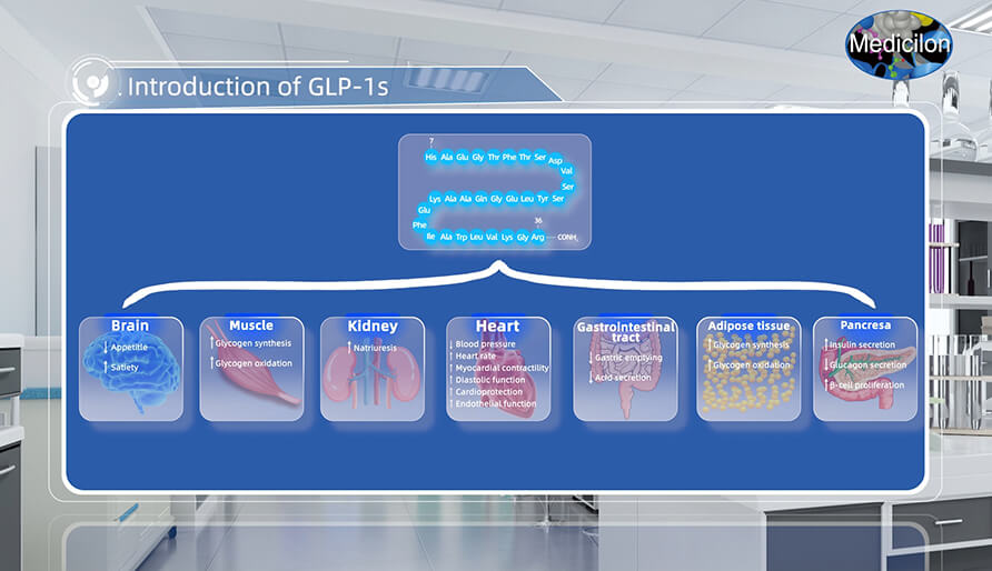 胰高血糖素样肽-1(GLP-1s) 介绍