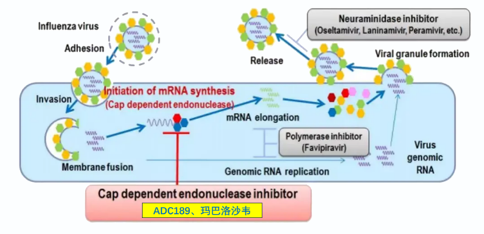 美迪西祝贺 | 可愈可及！成人青少年甲型乙型流感！安帝康生物一粒治愈流感新药玛氘诺沙韦——III期研究成功