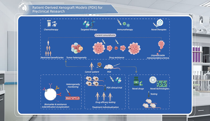 什么是临床前研究的PDX（人源肿瘤异种移植）模型？